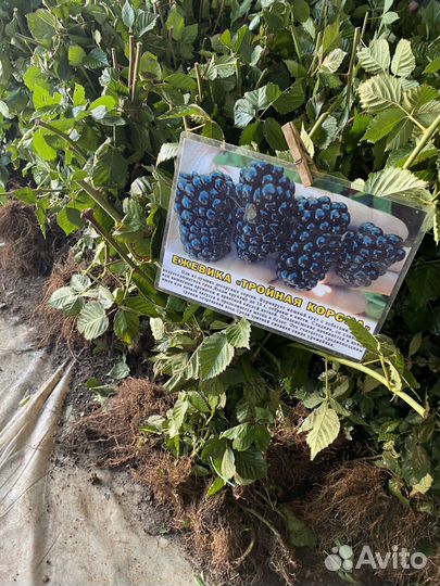 Саженец Ежевики 