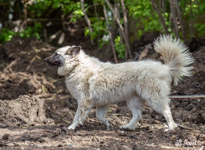 Собака в добрые руки