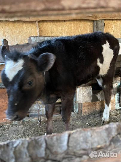 Корова дойная с теленком