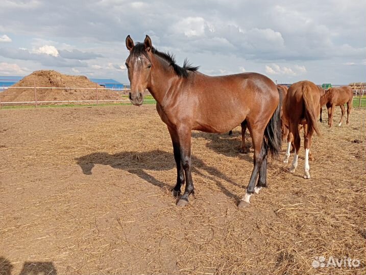 Продаются чистокровные Английские и чисто Арабы
