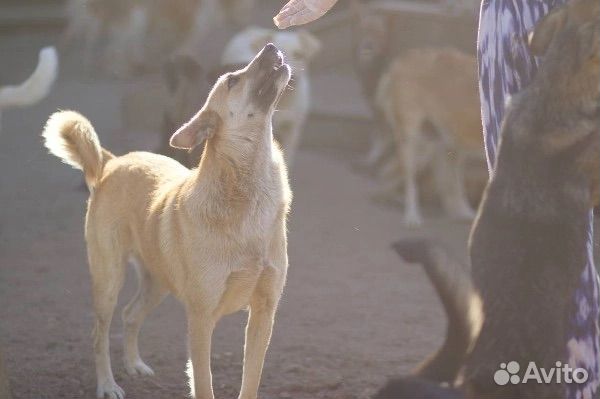 Собака в добрые руки