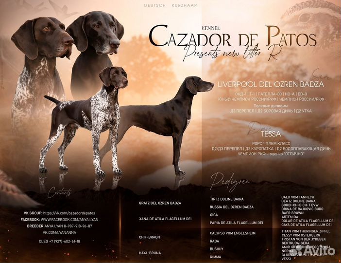 Продажа щенков курцхаар