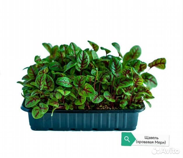 Микрозелень