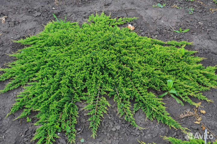 Можжевельник принц Уэльский