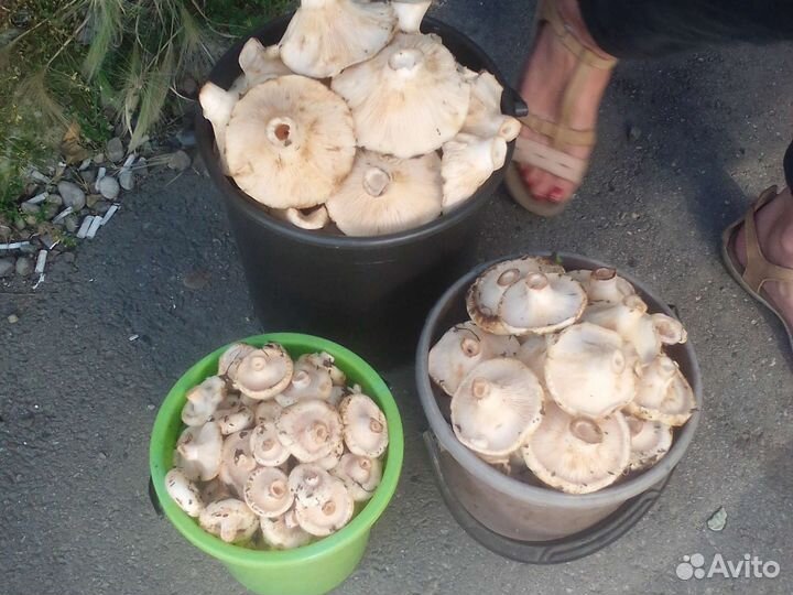 Грузди сырые свежие
