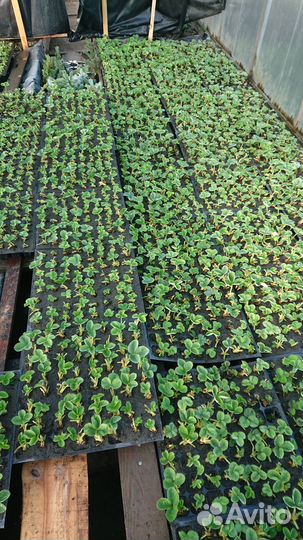 Земляника садовая