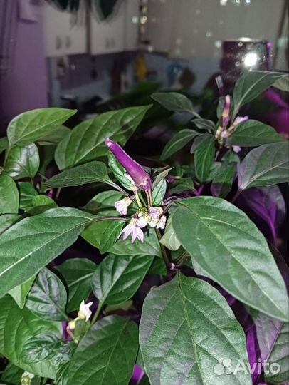 Декоративный перец 