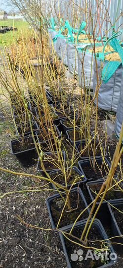 Клюква, брусника, голубика