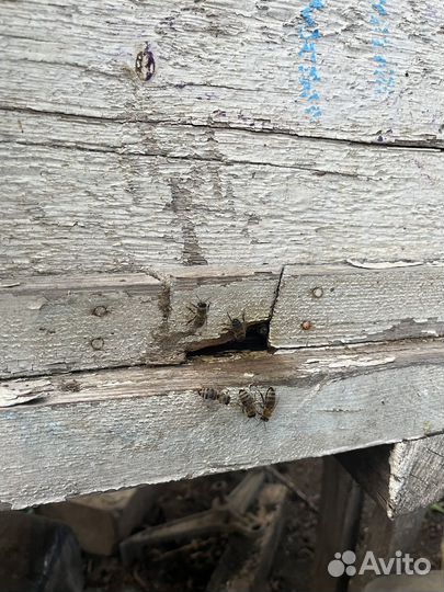 Пчелы карпатка