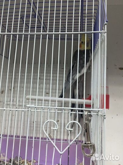 Попугай Корелла