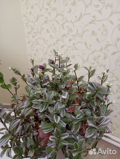 Традесканция зебрина