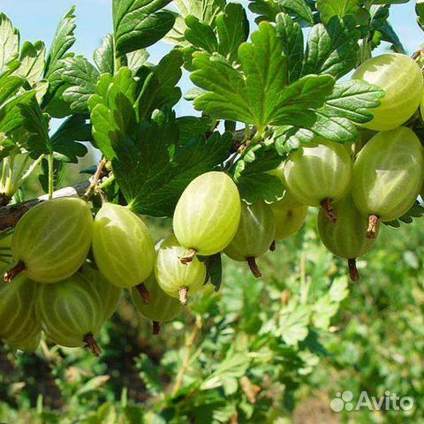 Крыжовник Зелёный дождь