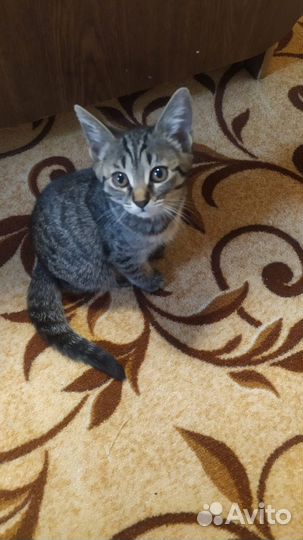 Шотландские прямоухие котята