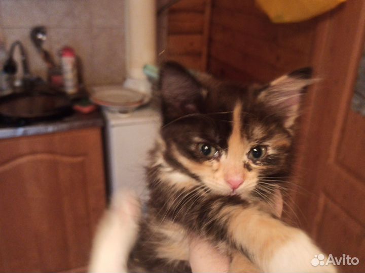 Кошки бесплатно