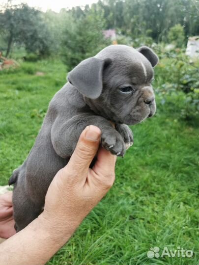 Услуги Кинолога