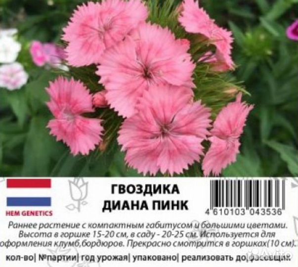 Гвоздика Диана семена