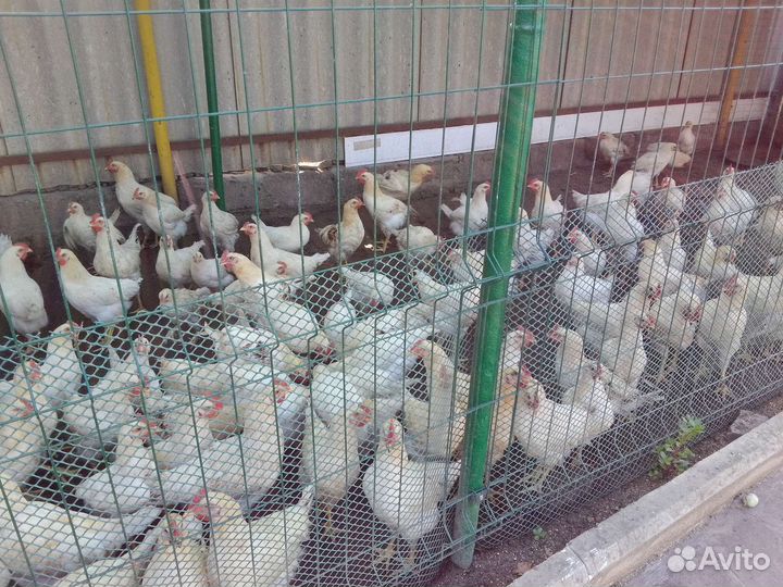 Молодые петушки, Ломан браун