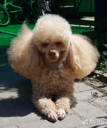 Ищу девочку