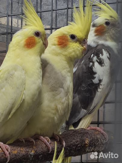 Попугай корелла