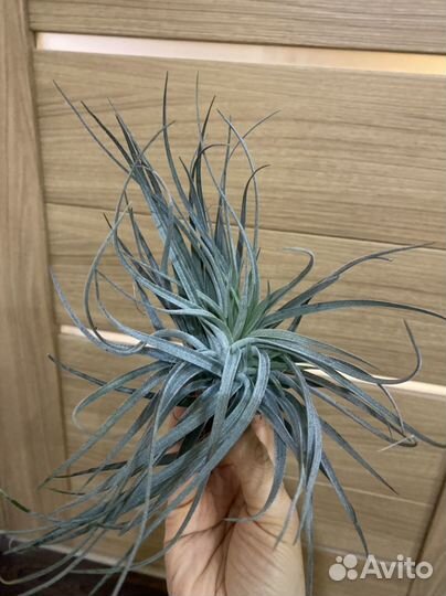 Тилландси сильвер