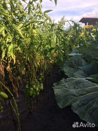 Семена Алтайских томатов