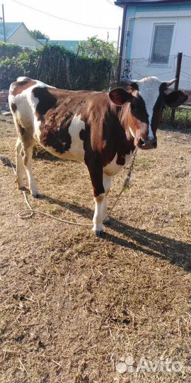 Айширская телка