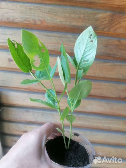 Ясенец (купина неопалимая)