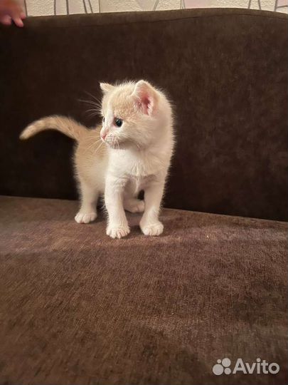 Котятенок в добрые руки