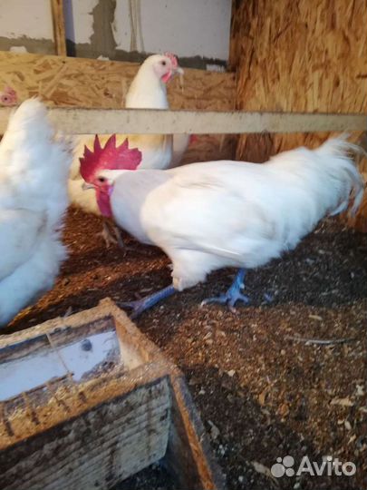 Яйцо инкубационное Маран ч/м, Ухейулюй,брама,нидер