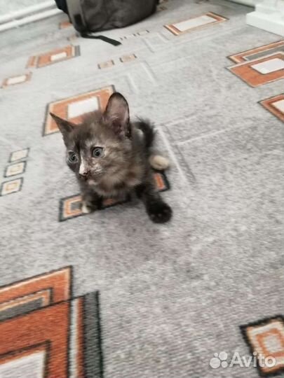 Котята в добрые руки бесплатно