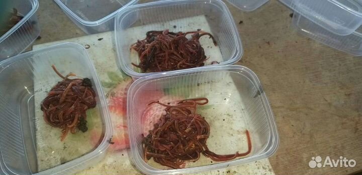 Черви для рыбалки