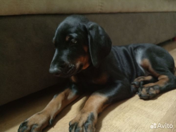 Щенки добермана