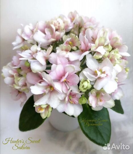 Красивые фиалки