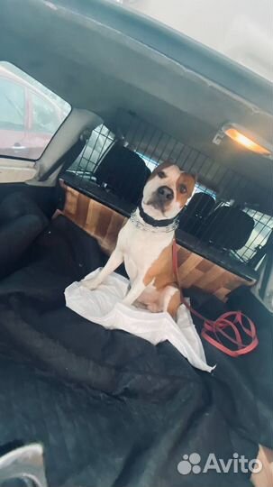 Зоотакси Красноярск