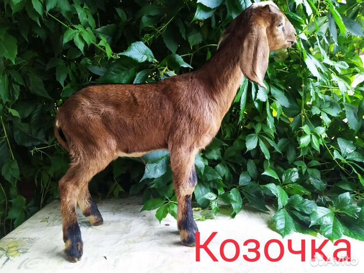 Англо нубийские козы