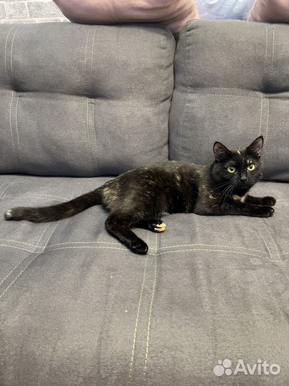 Кошка в добрые руки бесплатно