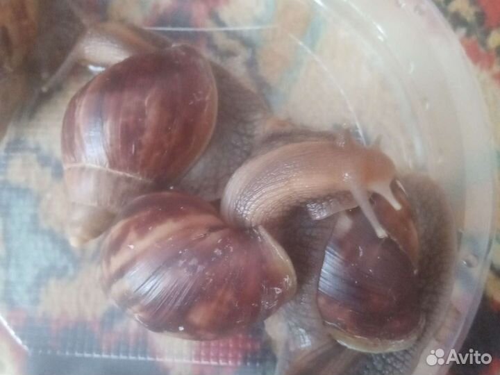 Улитки ахатины