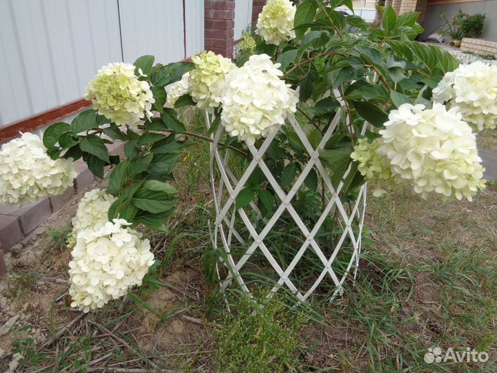 Гортензия Ванилла Фрайз, Мельба