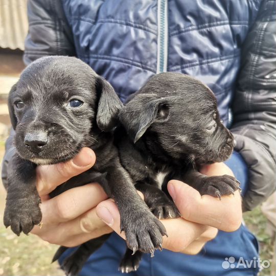 Собаки щенки бесплатно