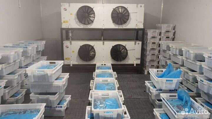 Шоковая камера / мобильная / холодильная камера