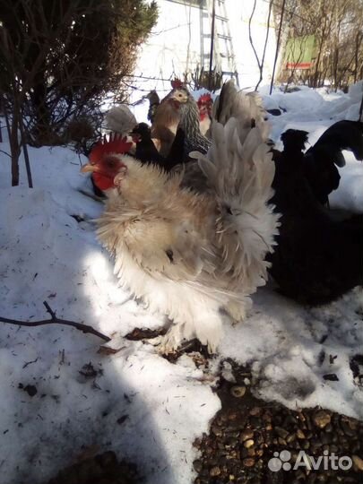 Курочки бентамки