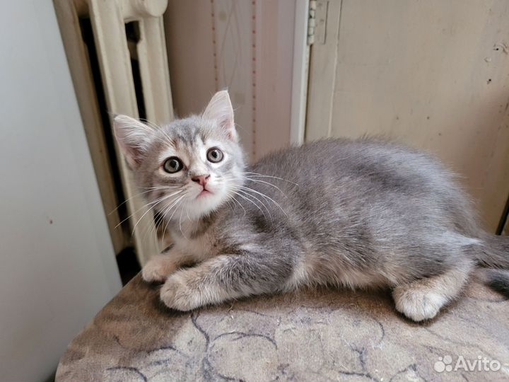 Кошка в дар бесплатно