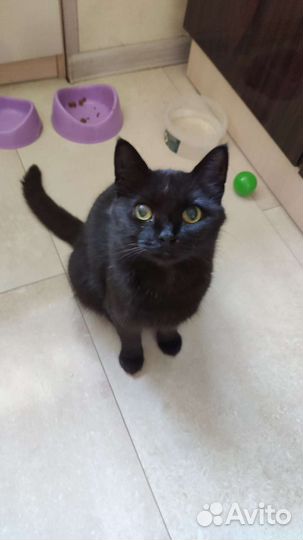 Кошка в добрые ручки