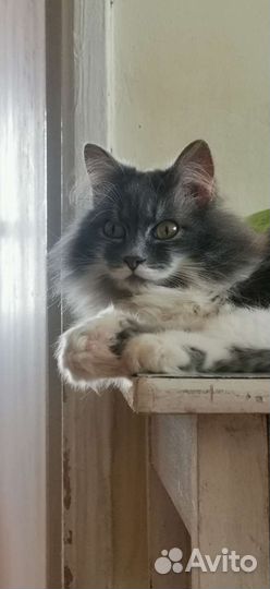 Кошка в дар бесплатно