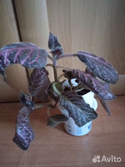 Комнатные цветы