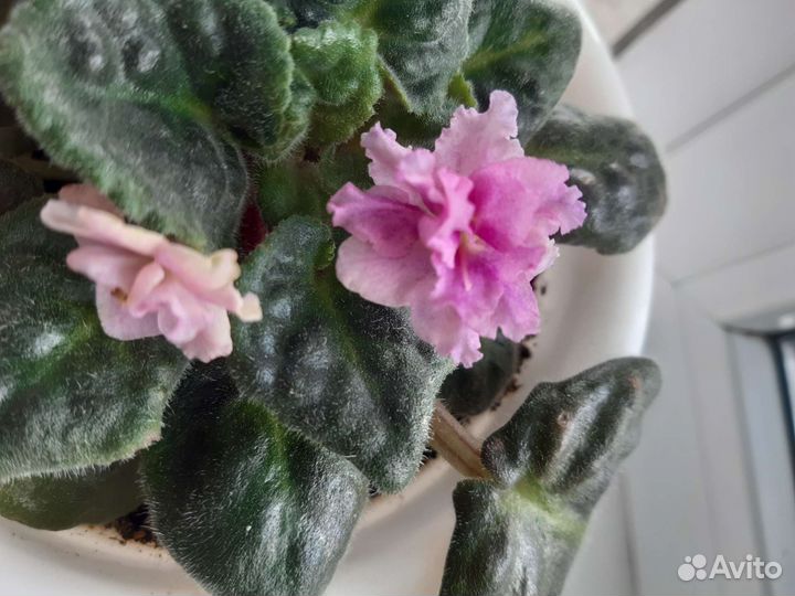 Фиалки сортовые взрослые без горшков