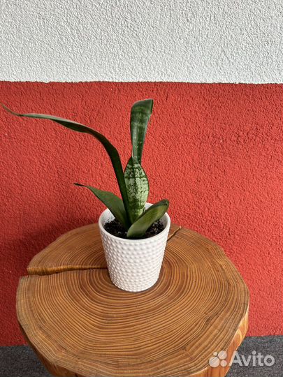 Сансивиерия