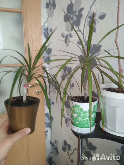 Продам цветы комнатные