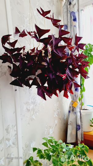 Кислица, баттерфляй