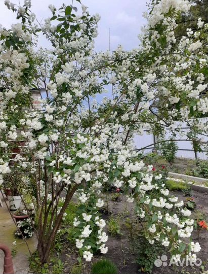 Жасмин махровый